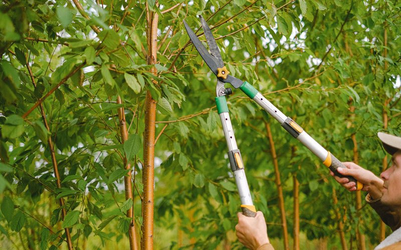 Tree trimming in Carlton, WA